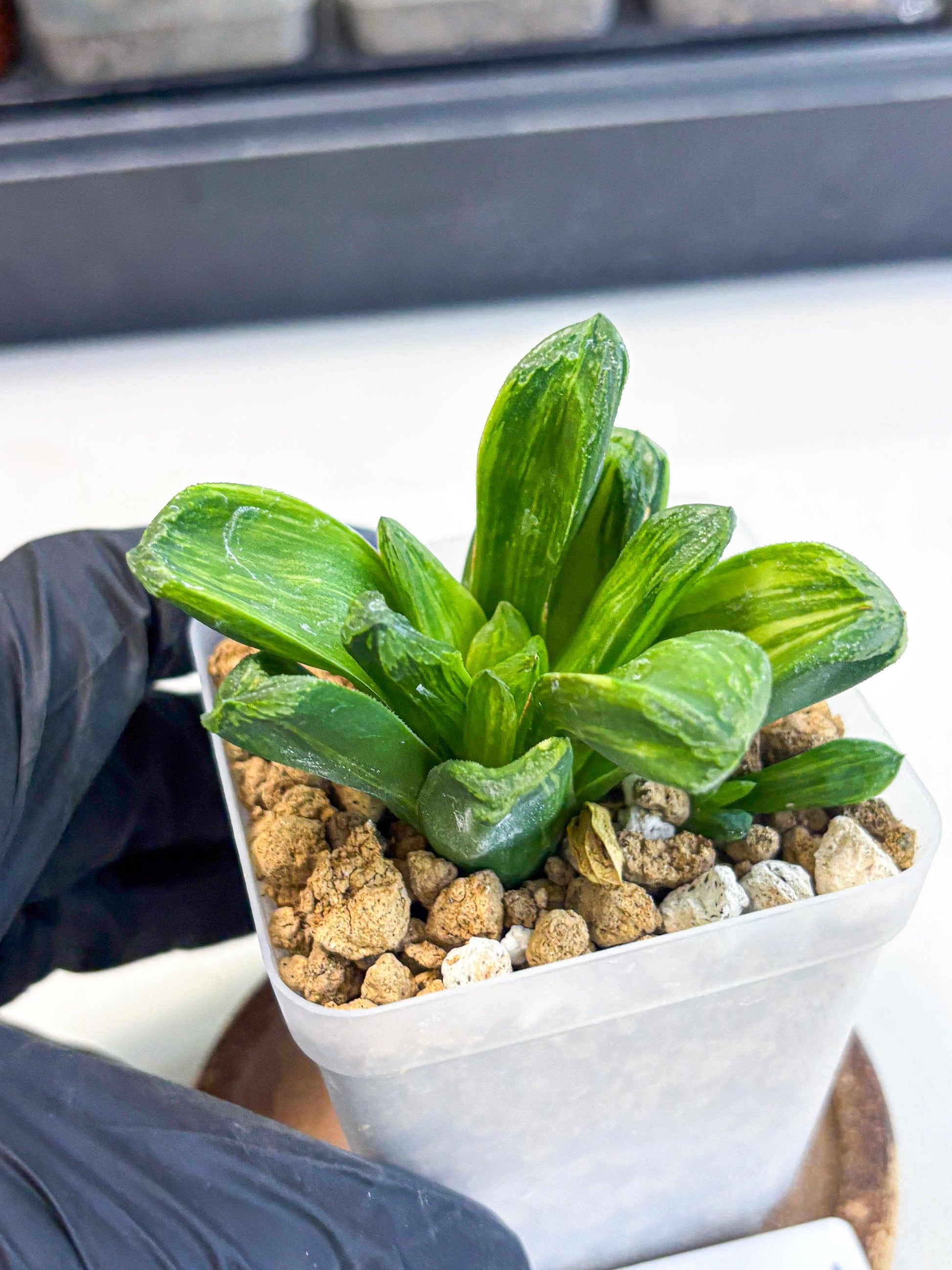 Haworthia Miho Var (wa4) (r5) | Rare Succulent