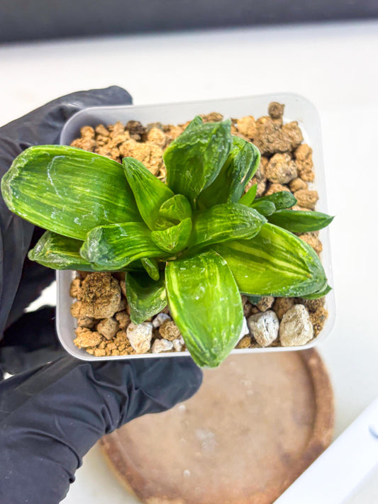 Haworthia Miho Var (wa4) (r5) | Rare Succulent