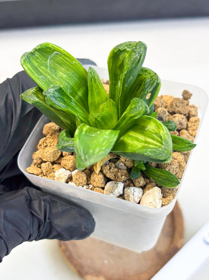 Haworthia Miho Var (wa4) (r5) | Rare Succulent
