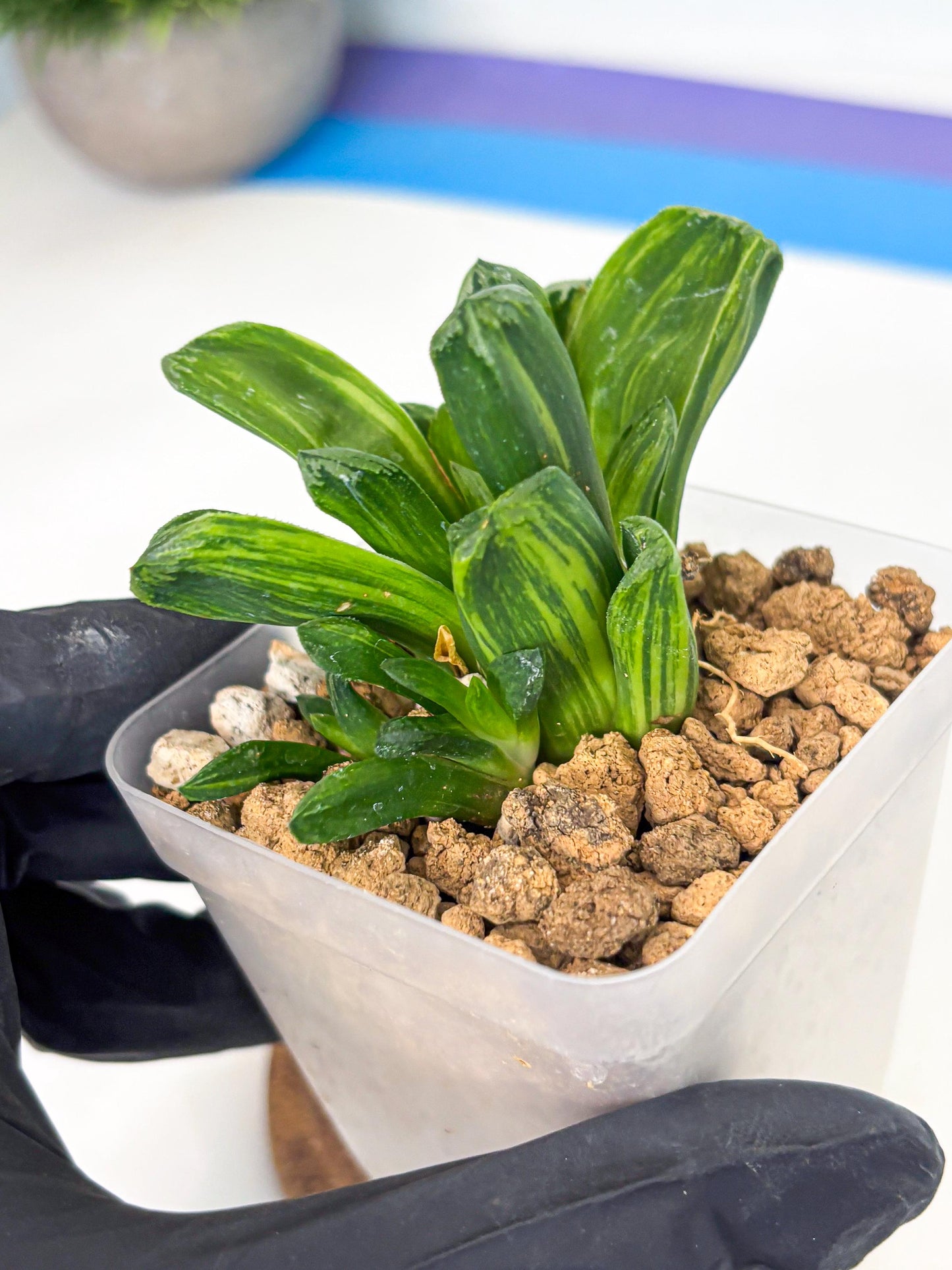 Haworthia Miho Var (wa4) (r5) | Rare Succulent