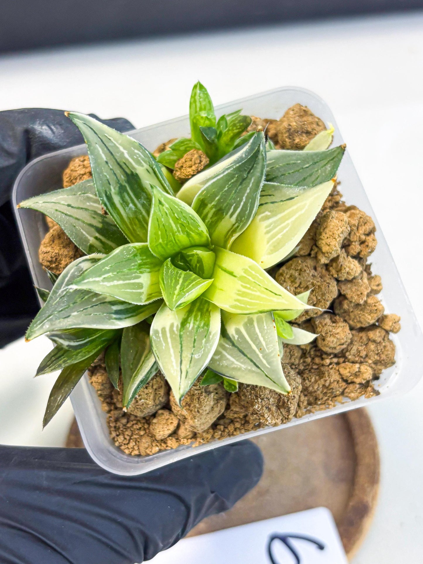 Haworthia Maginivica Var (wa4) (r6) | Rare Succulent