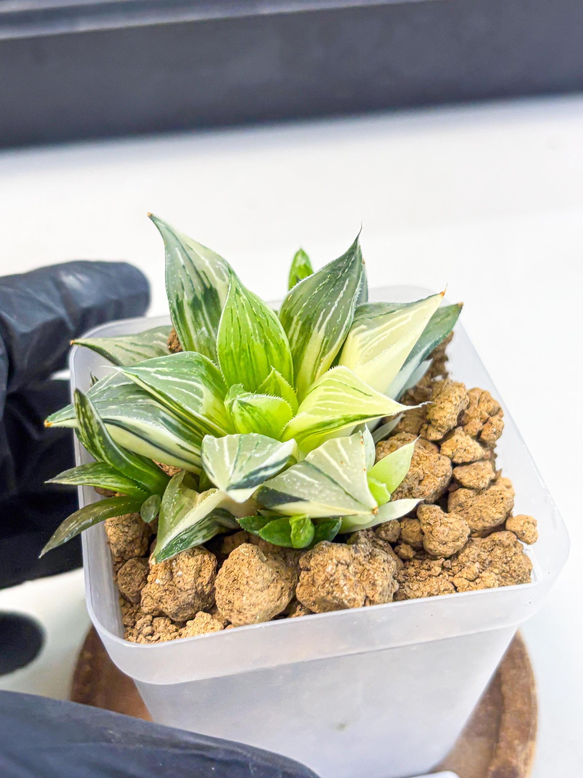 Haworthia Maginivica Var (wa4) (r6) | Rare Succulent