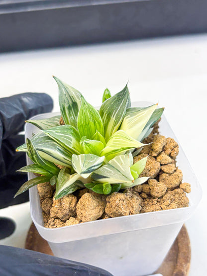 Haworthia Maginivica Var (wa4) (r6) | Rare Succulent