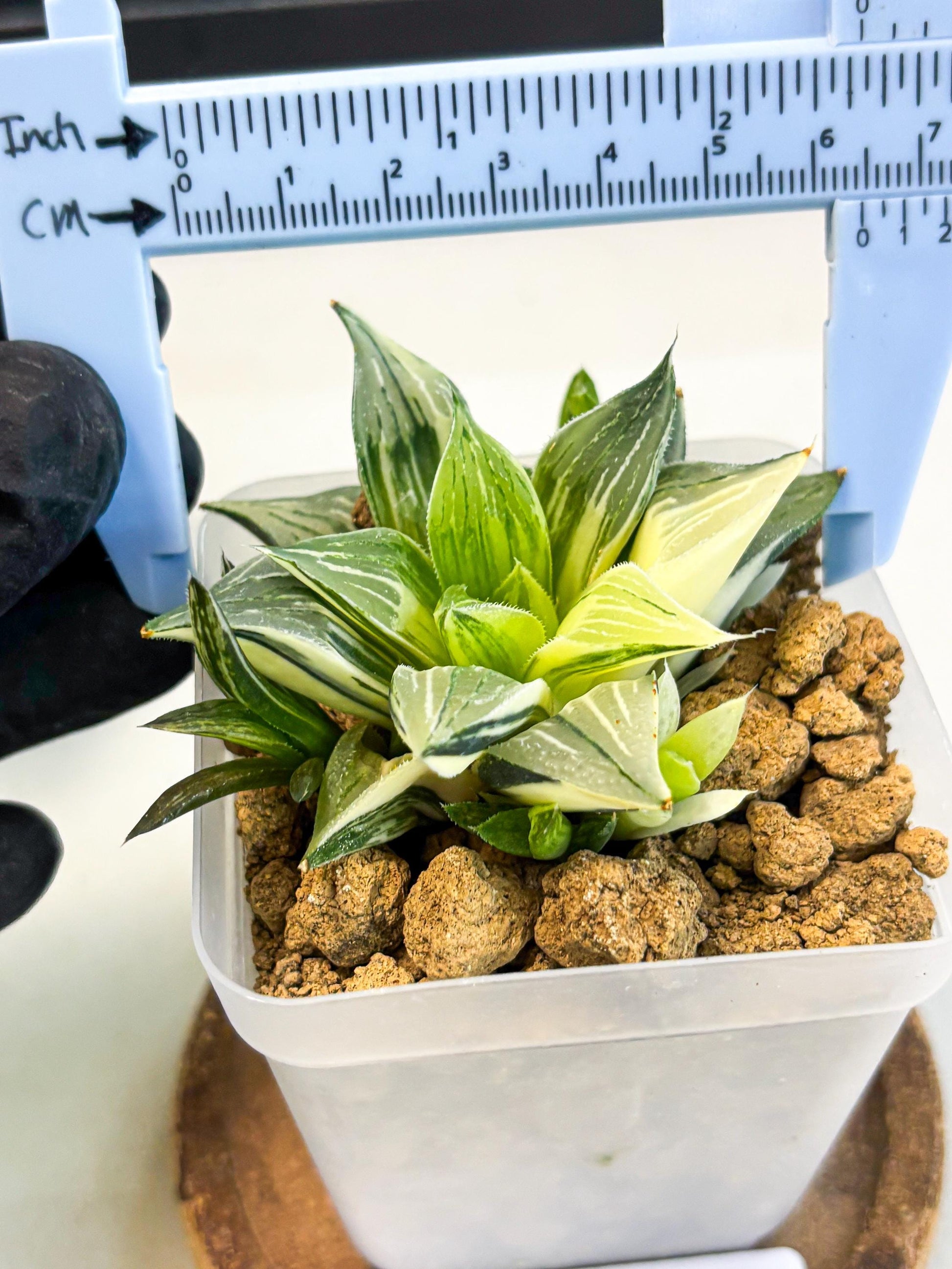 Haworthia Maginivica Var (wa4) (r6) | Rare Succulent