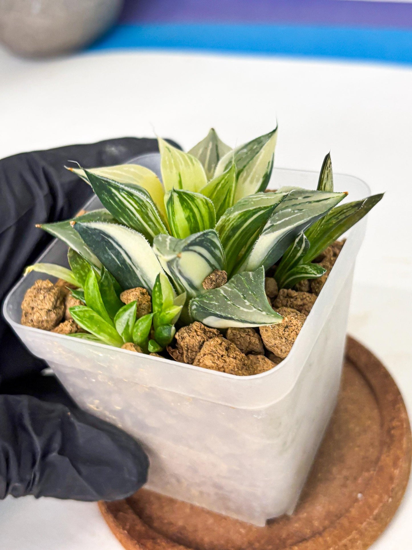 Haworthia Maginivica Var (wa4) (r6) | Rare Succulent