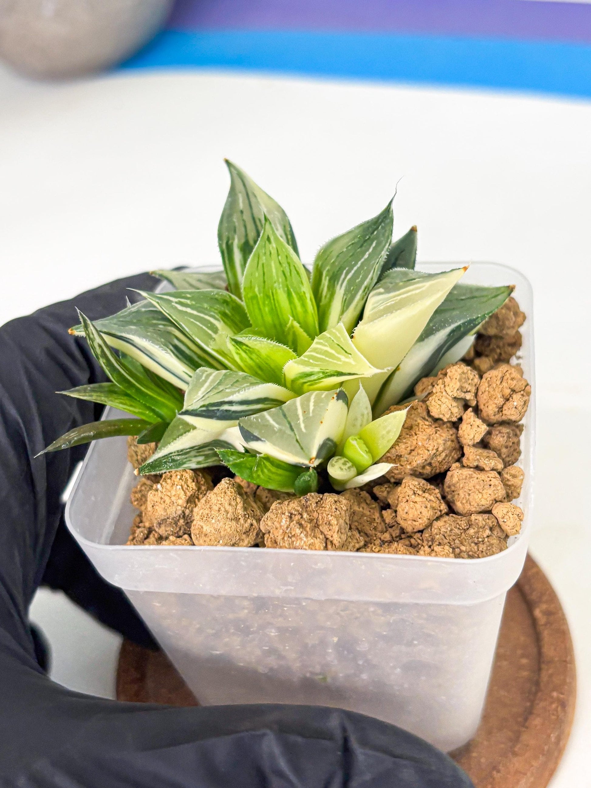 Haworthia Maginivica Var (wa4) (r6) | Rare Succulent
