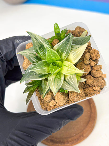 Haworthia Maginivica Var (wa4) (r6) | Rare Succulent