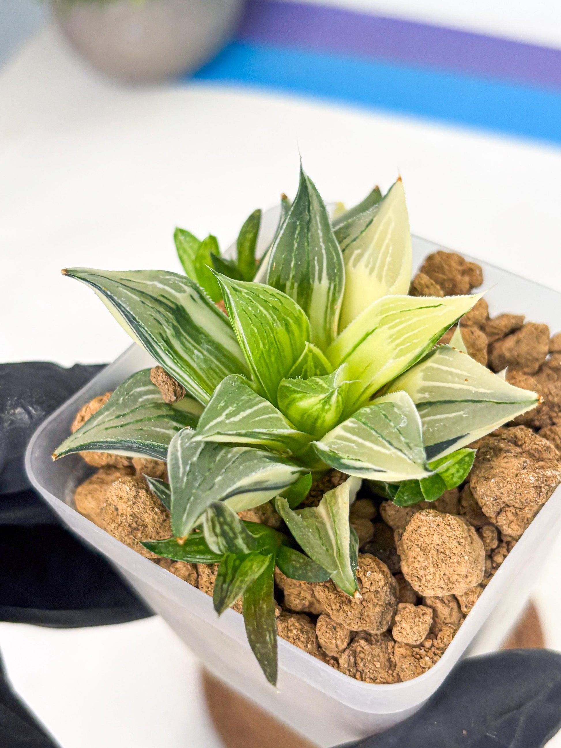Haworthia Maginivica Var (wa4) (r6) | Rare Succulent
