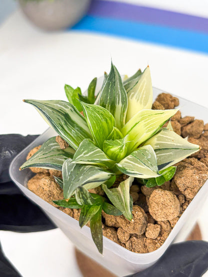 Haworthia Maginivica Var (wa4) (r6) | Rare Succulent