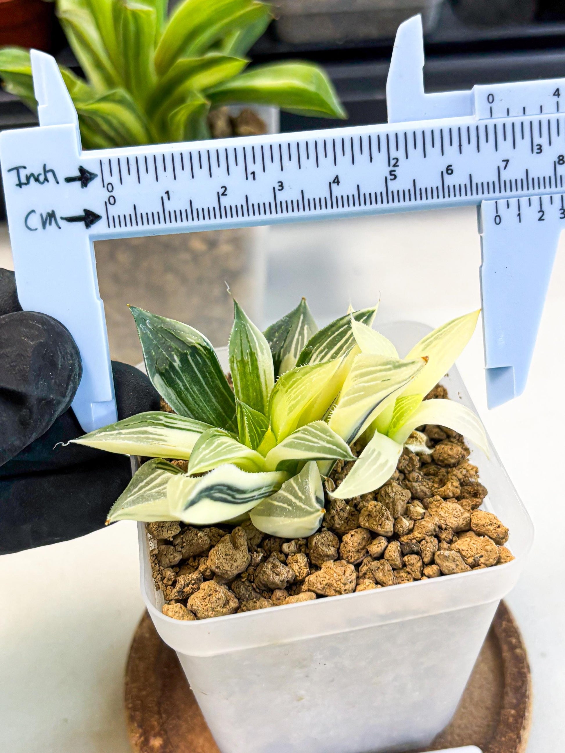 Haworthia Maginivica Var (wa4) (y1) | Easy Care Succulent
