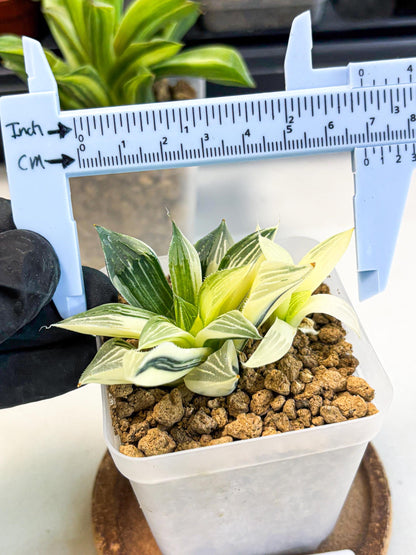 Haworthia Maginivica Var (wa4) (y1) | Easy Care Succulent