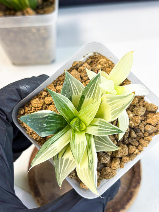 Haworthia Maginivica Var (wa4) (y1) | Easy Care Succulent