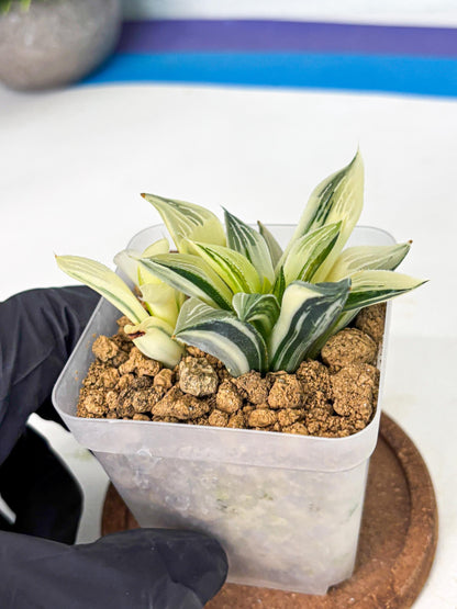 Haworthia Maginivica Var (wa4) (y1) | Easy Care Succulent