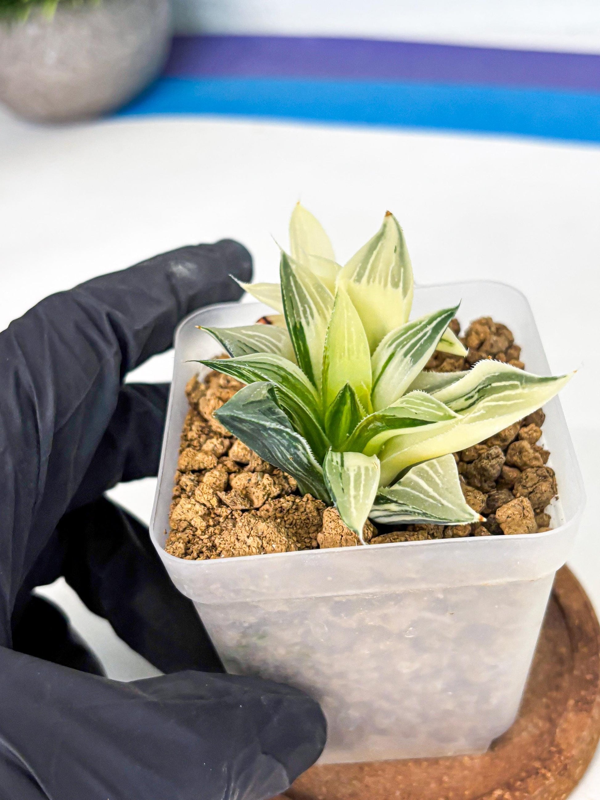 Haworthia Maginivica Var (wa4) (y1) | Easy Care Succulent