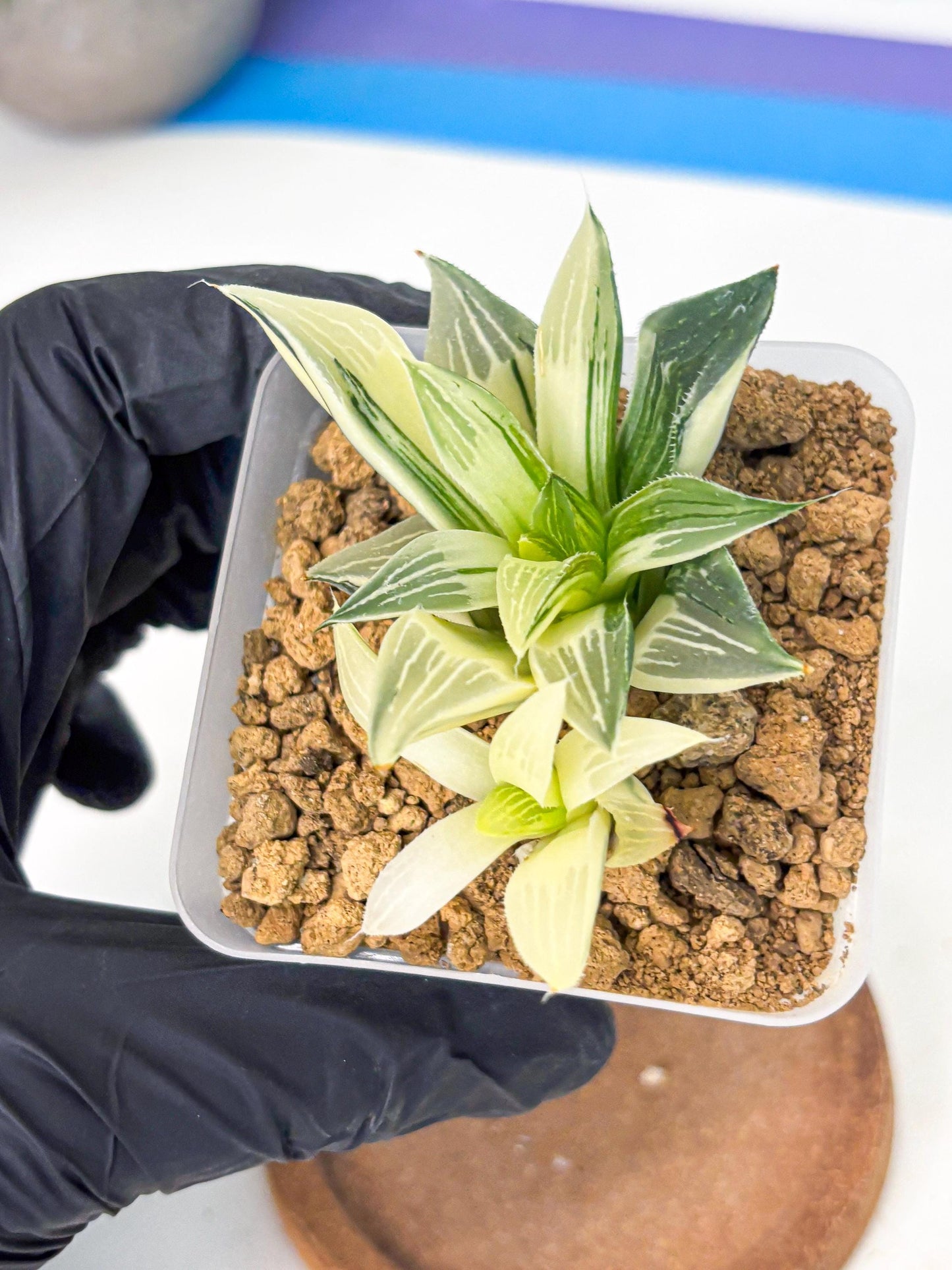 Haworthia Maginivica Var (wa4) (y1) | Easy Care Succulent