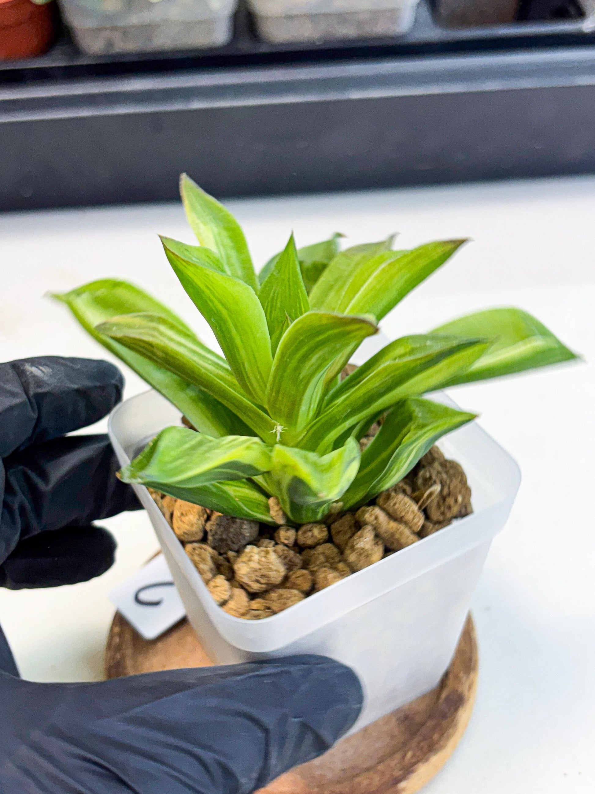 Haworthia Giant Lime Green (wa4) (y2) | Easy Care Succulent