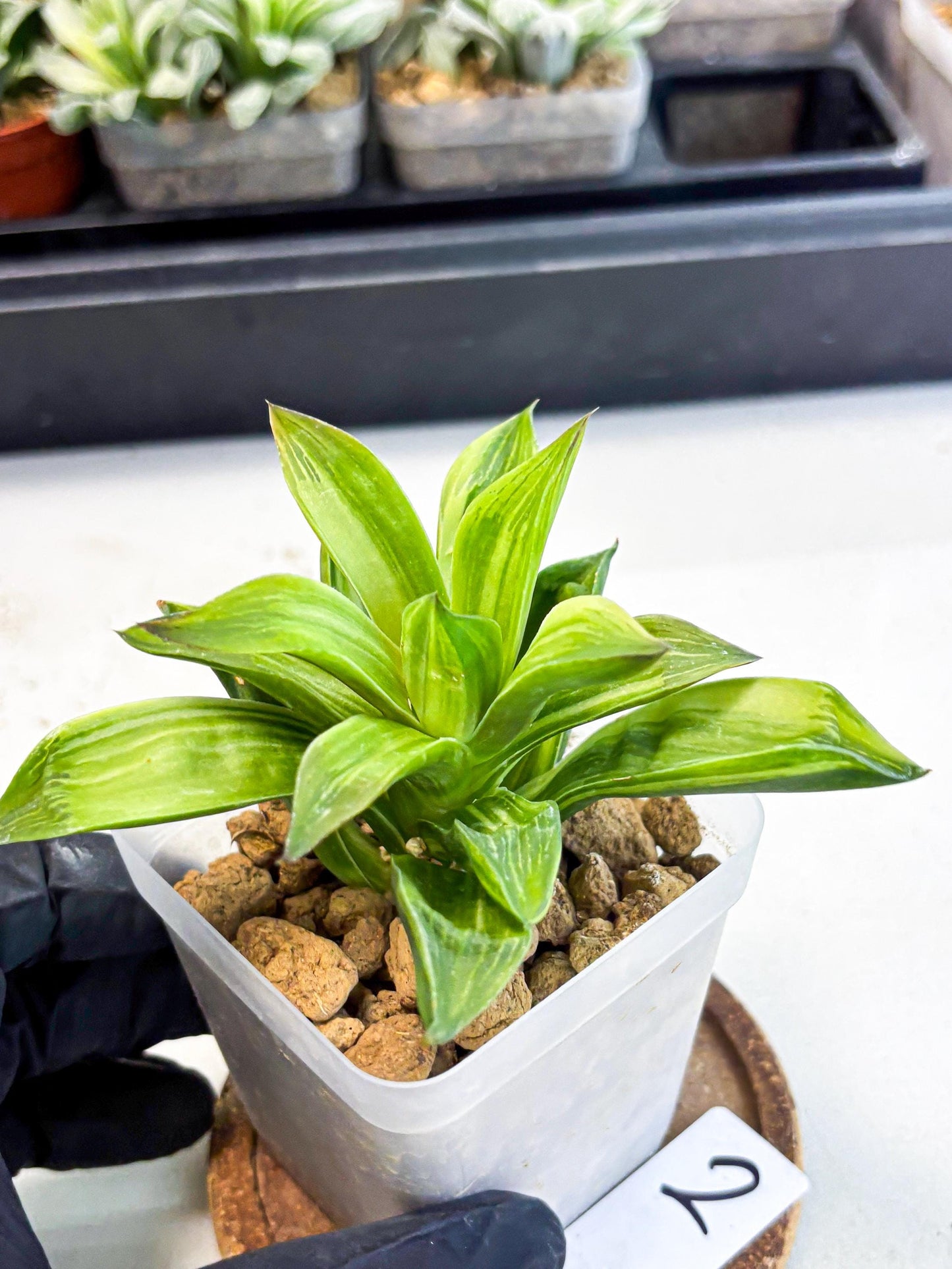 Haworthia Giant Lime Green (wa4) (y2) | Easy Care Succulent