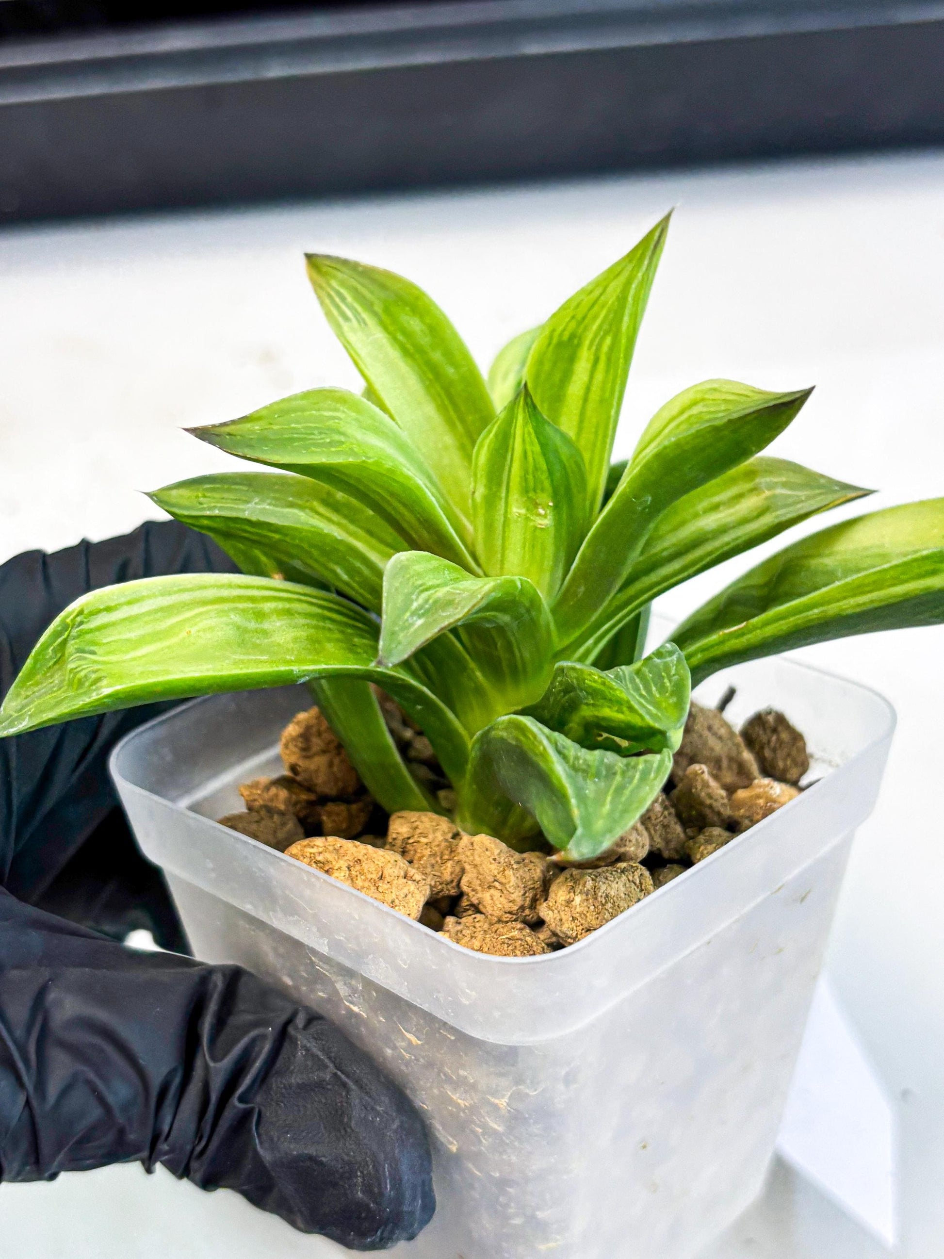 Haworthia Giant Lime Green (wa4) (y2) | Easy Care Succulent