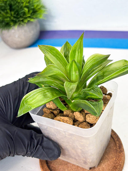 Haworthia Giant Lime Green (wa4) (y2) | Easy Care Succulent