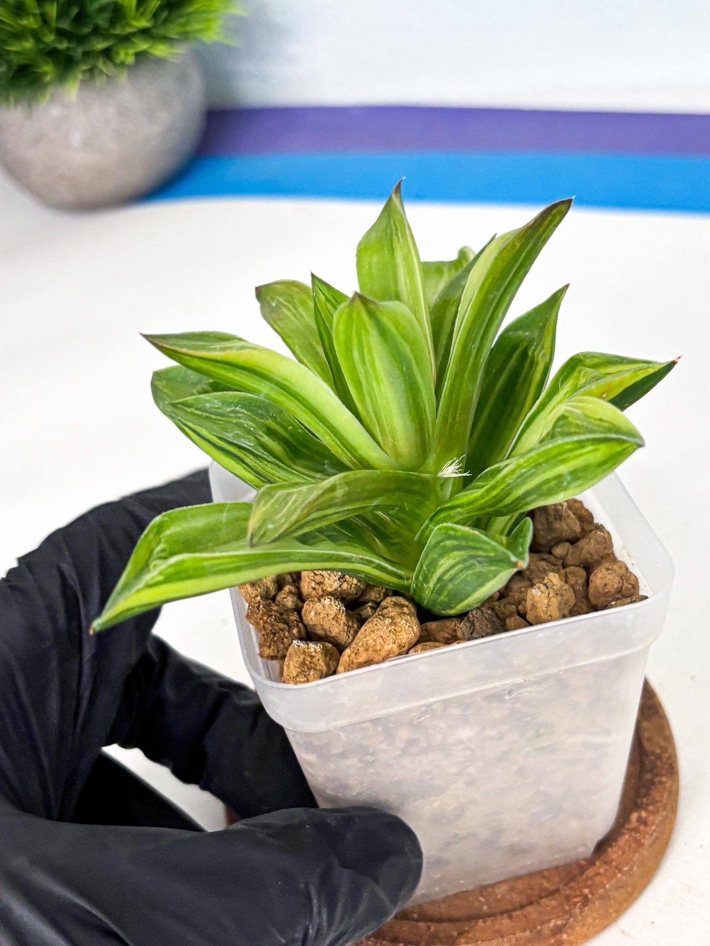 Haworthia Giant Lime Green (wa4) (y2) | Easy Care Succulent