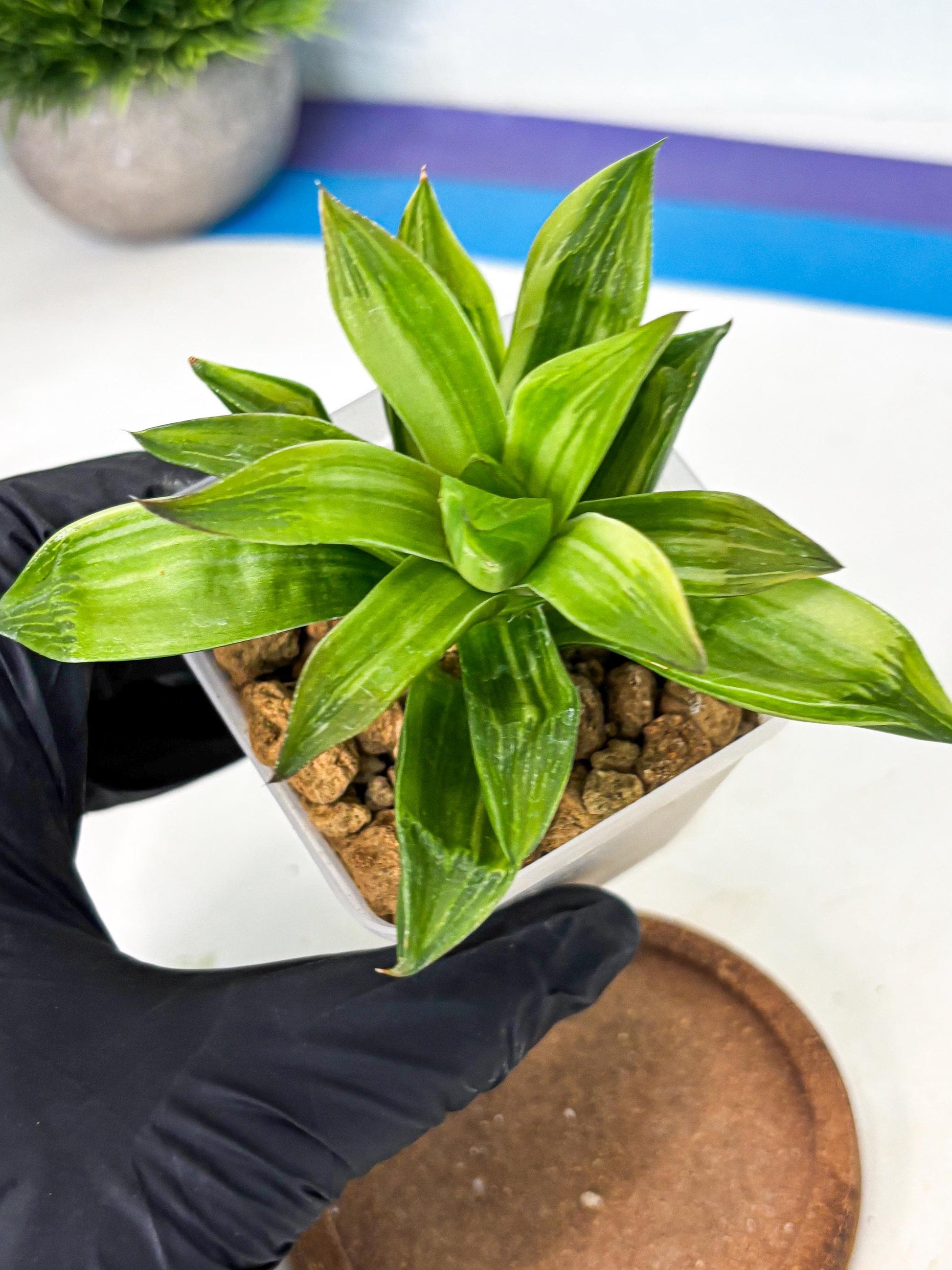 Haworthia Giant Lime Green (wa4) (y2) | Easy Care Succulent