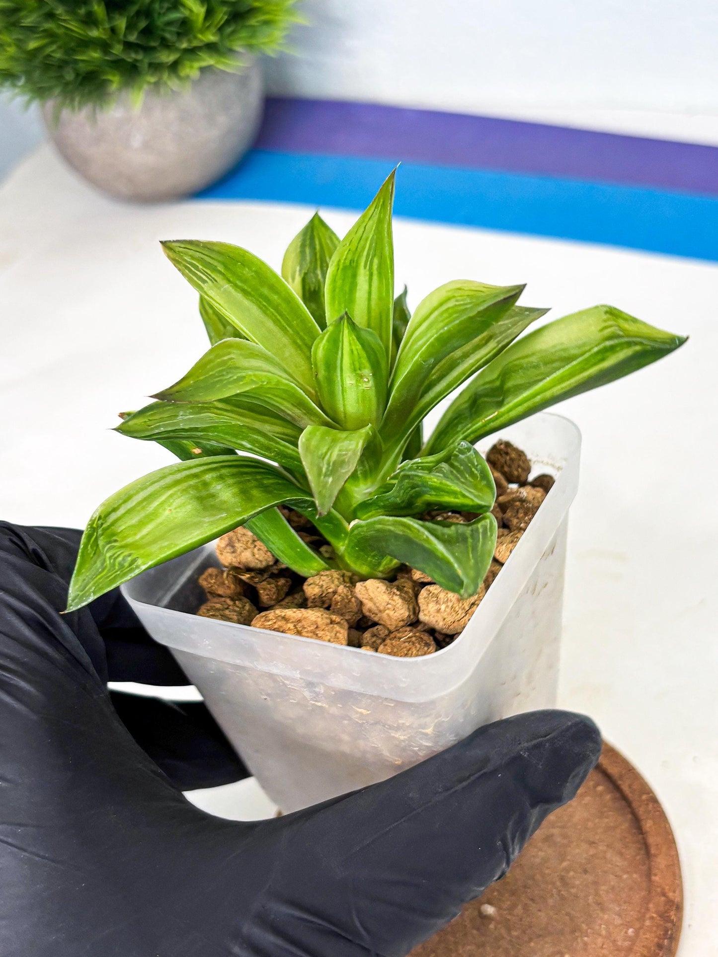 Haworthia Giant Lime Green (wa4) (y2) | Easy Care Succulent