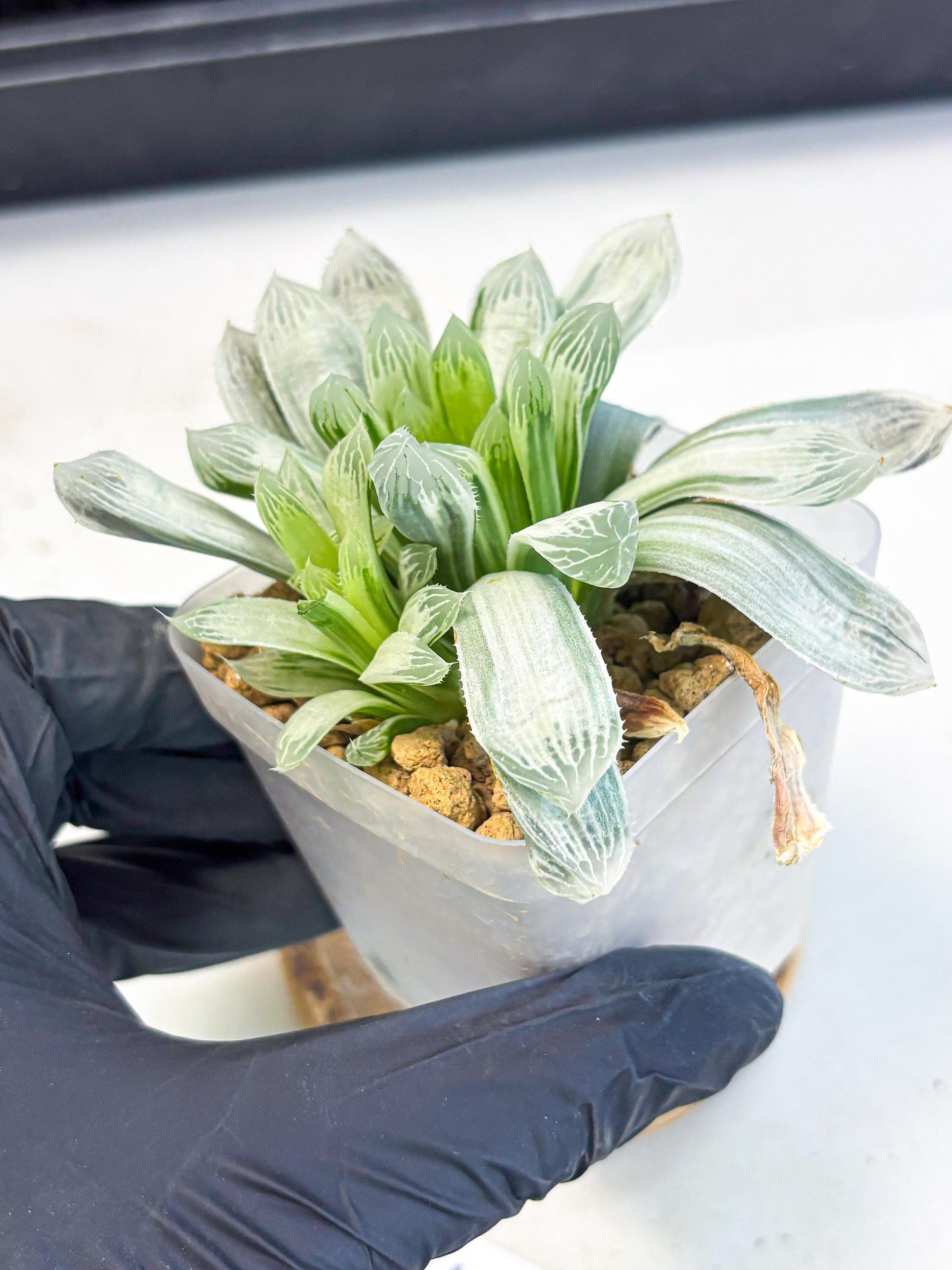 Haworthia Cooperi Silver Swirl (wa4) (y3) | Easy Care Succulent