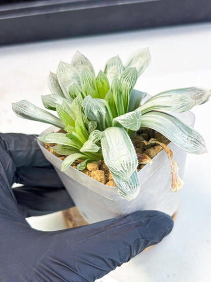 Haworthia Cooperi Silver Swirl (wa4) (y3) | Easy Care Succulent