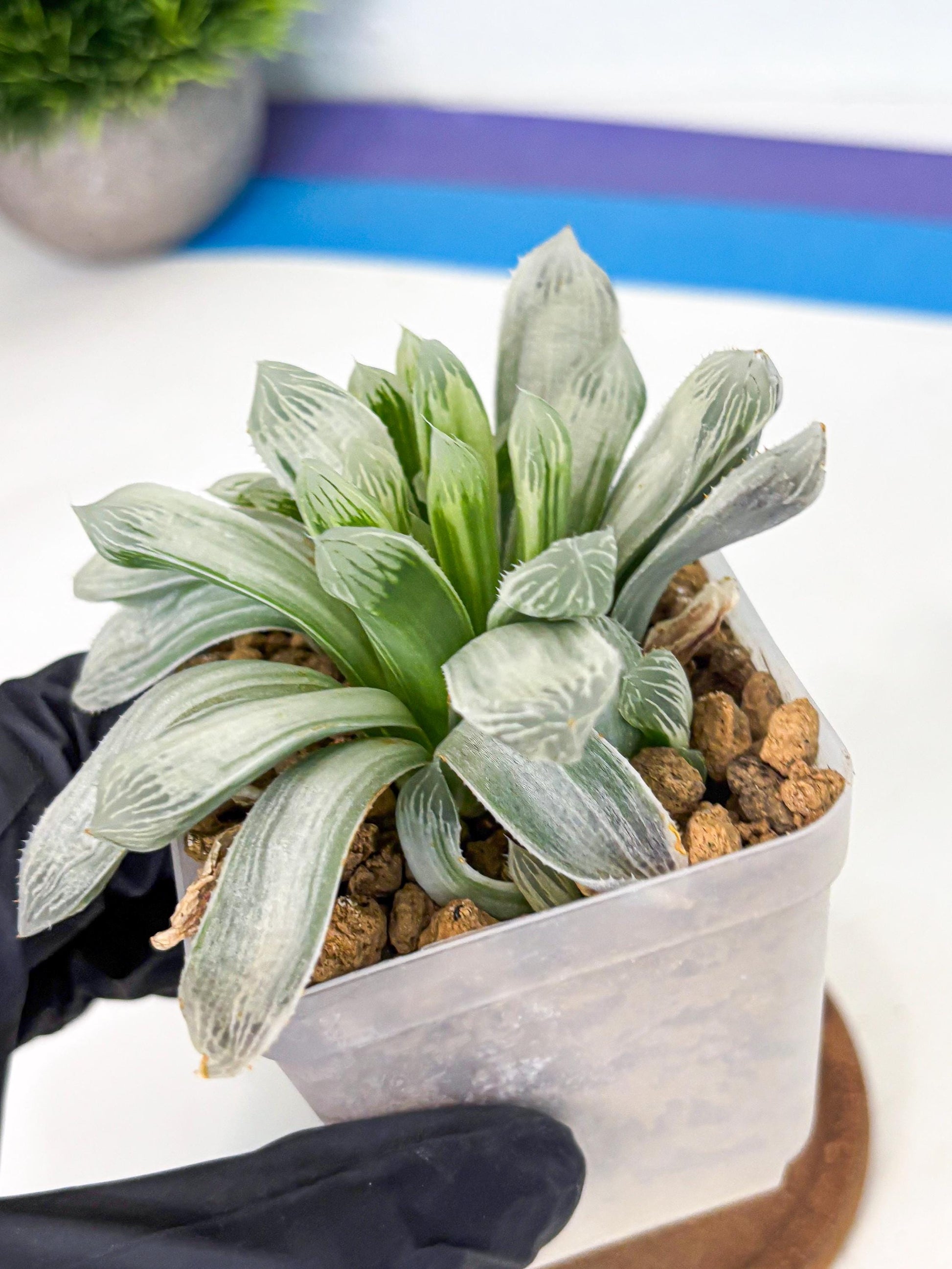 Haworthia Cooperi Silver Swirl (wa4) (y3) | Easy Care Succulent
