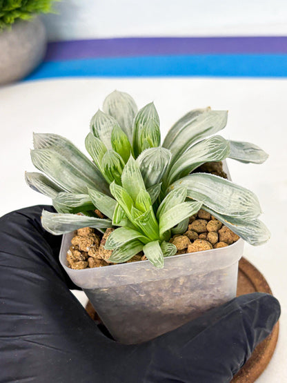 Haworthia Cooperi Silver Swirl (wa4) (y3) | Easy Care Succulent