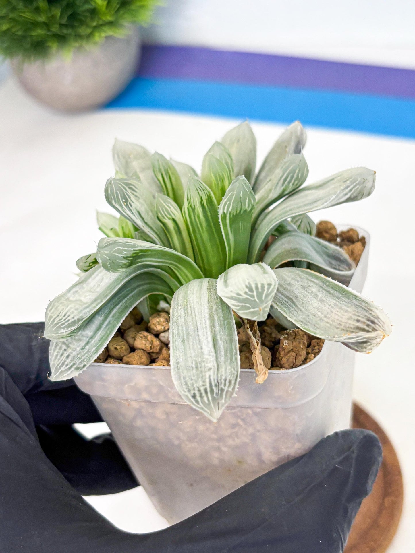 Haworthia Cooperi Silver Swirl (wa4) (y3) | Easy Care Succulent