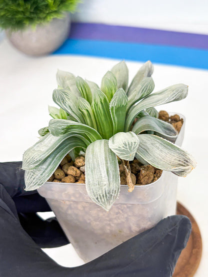 Haworthia Cooperi Silver Swirl (wa4) (y3) | Easy Care Succulent