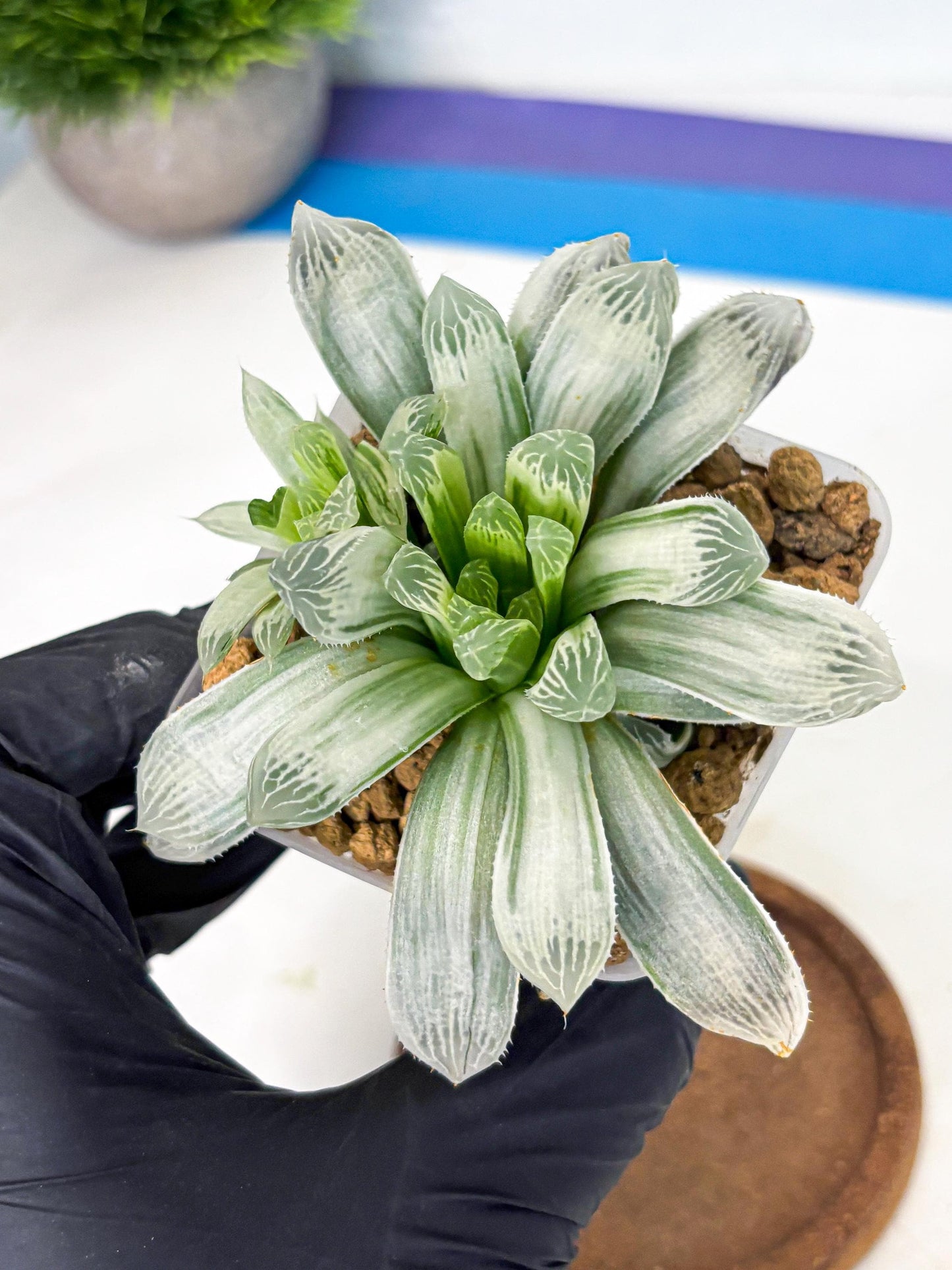 Haworthia Cooperi Silver Swirl (wa4) (y3) | Easy Care Succulent