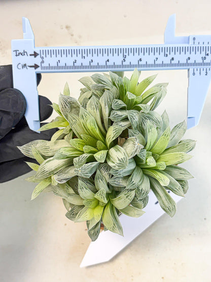 Haworthia Cooperi Silver Swirl (wa4) (y4) | Easy Care Succulent
