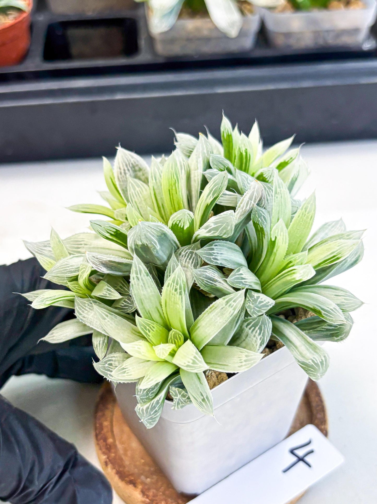 Haworthia Cooperi Silver Swirl (wa4) (y4) | Easy Care Succulent