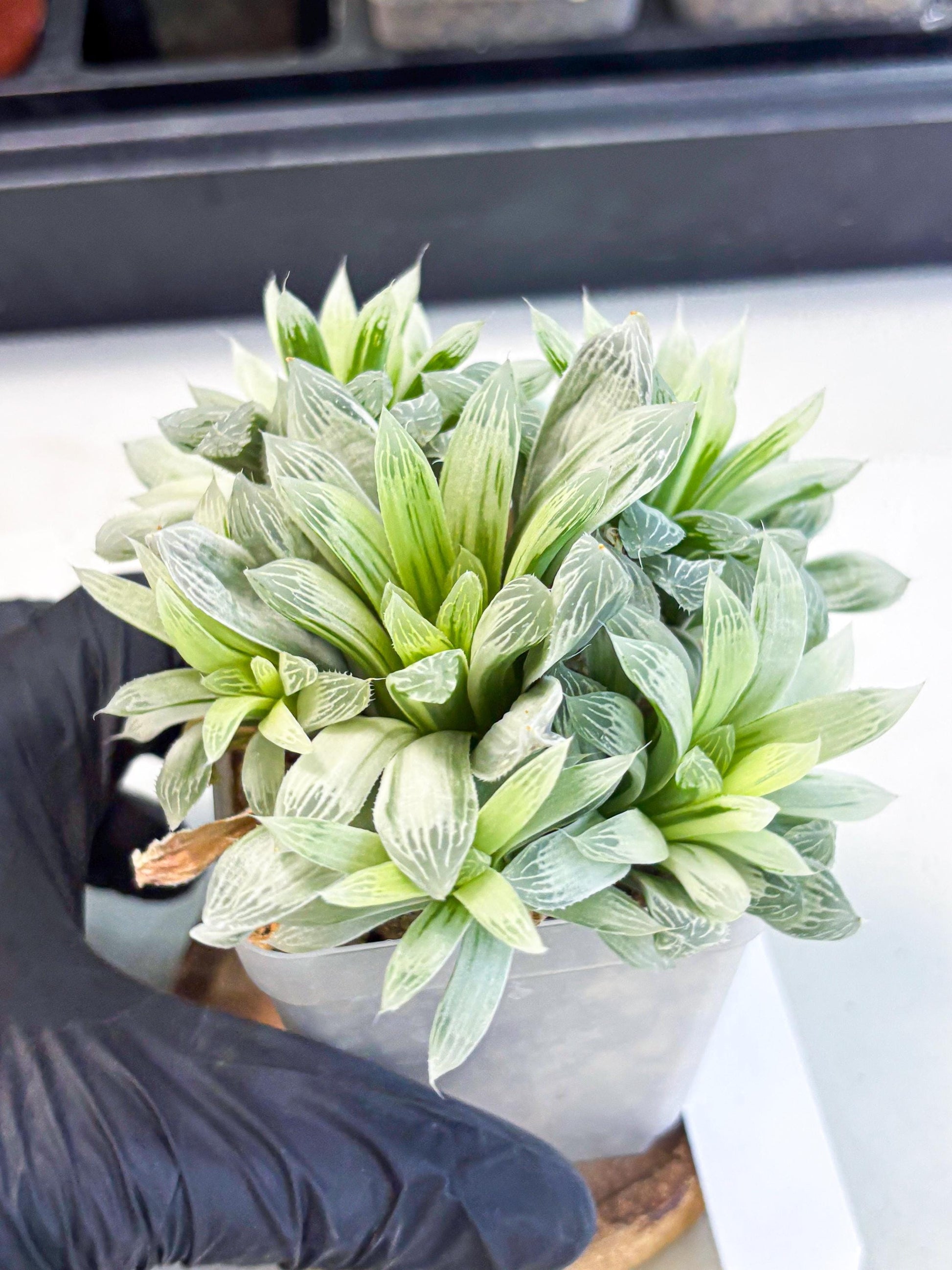 Haworthia Cooperi Silver Swirl (wa4) (y4) | Easy Care Succulent