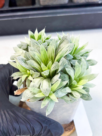 Haworthia Cooperi Silver Swirl (wa4) (y4) | Easy Care Succulent