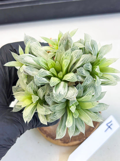 Haworthia Cooperi Silver Swirl (wa4) (y4) | Easy Care Succulent