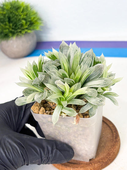 Haworthia Cooperi Silver Swirl (wa4) (y4) | Easy Care Succulent