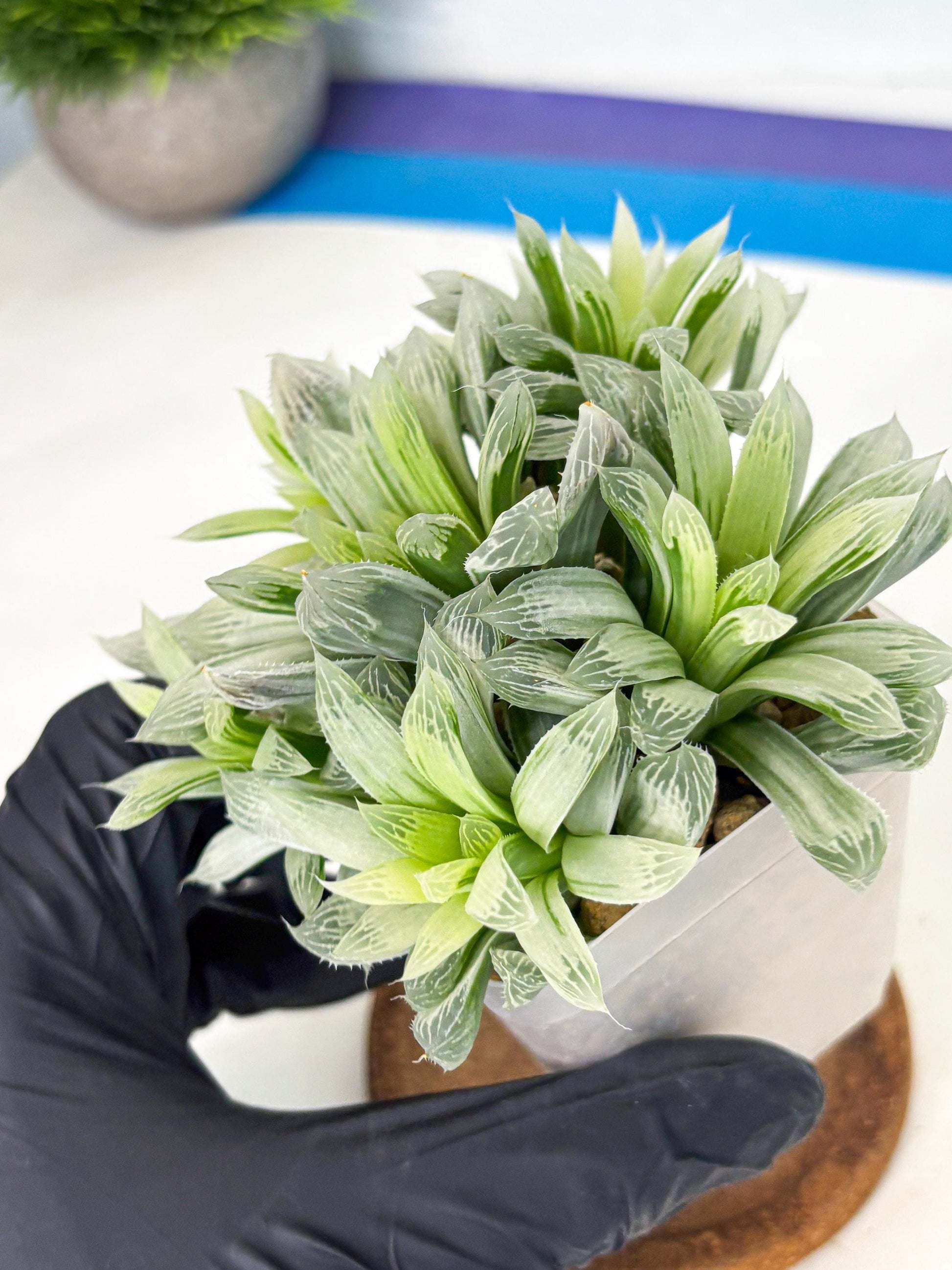 Haworthia Cooperi Silver Swirl (wa4) (y4) | Easy Care Succulent