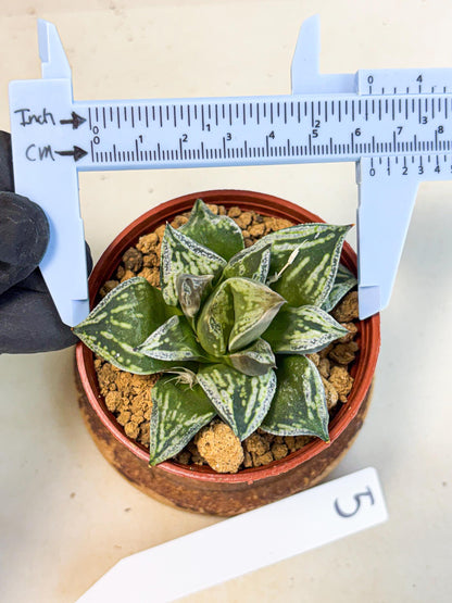 Haworthia Dojakudai Cobbledon (wa4) (y5) | Easy Care Succulent
