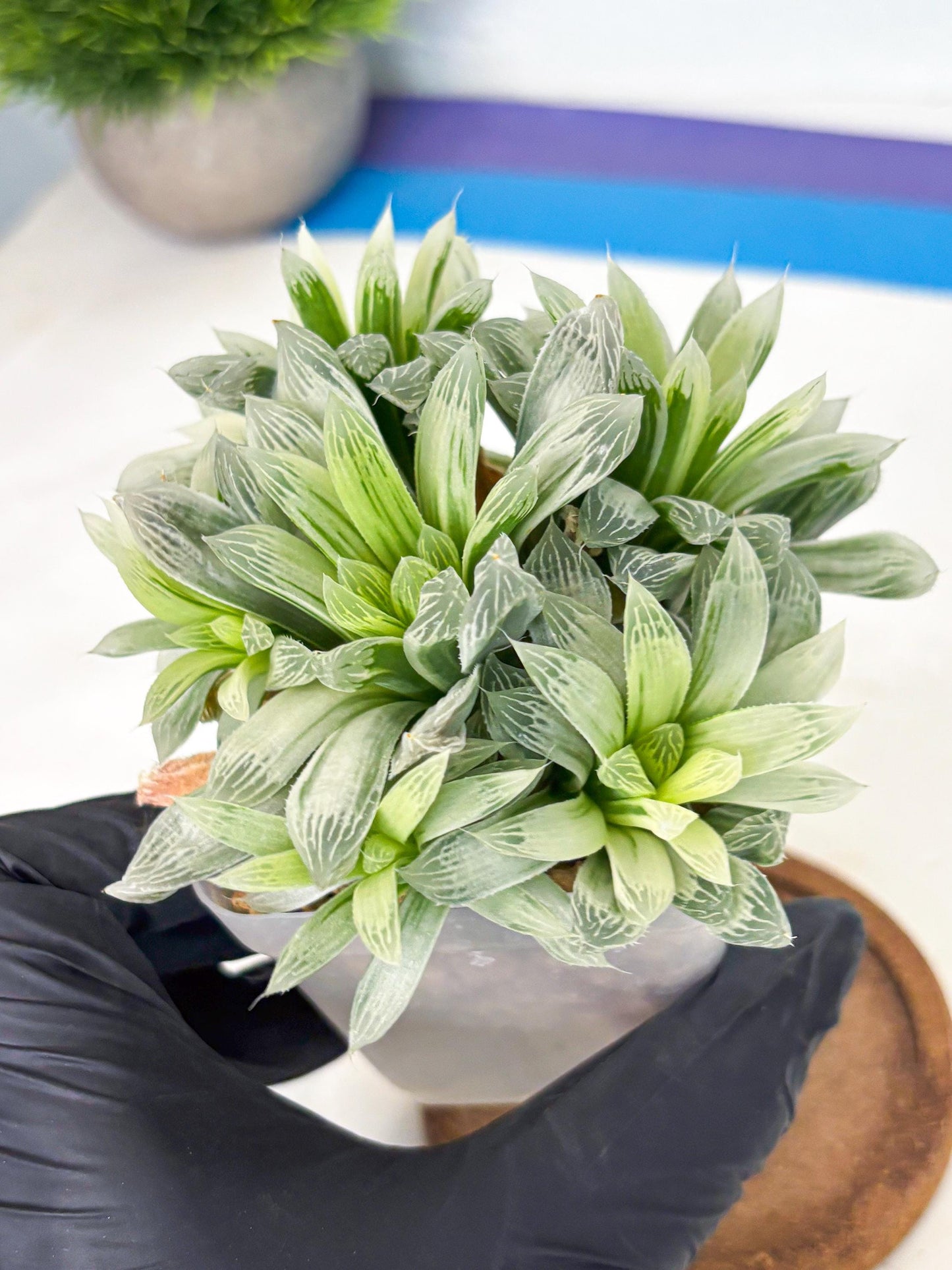 Haworthia Cooperi Silver Swirl (wa4) (y4) | Easy Care Succulent