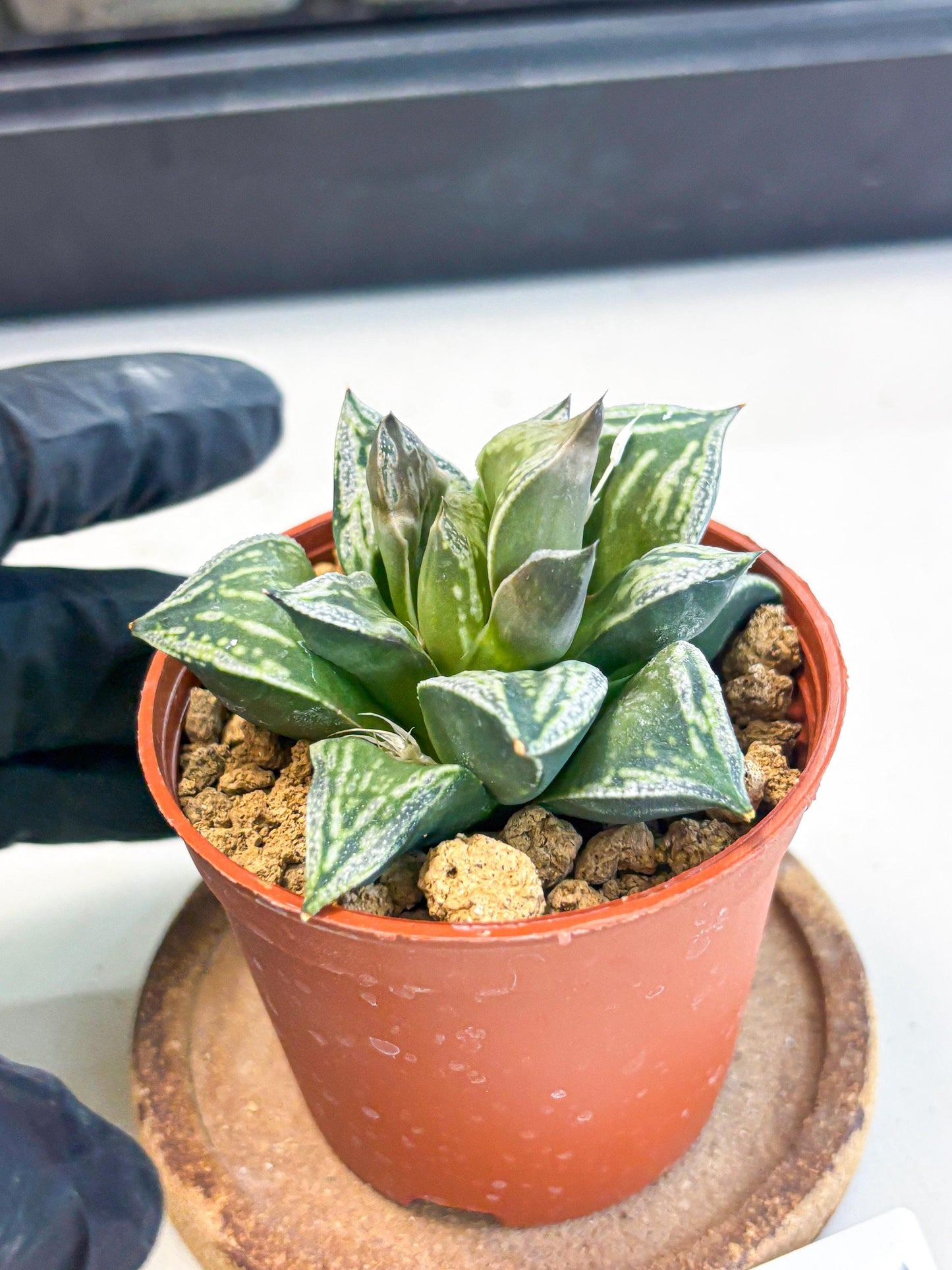 Haworthia Dojakudai Cobbledon (wa4) (y5) | Easy Care Succulent