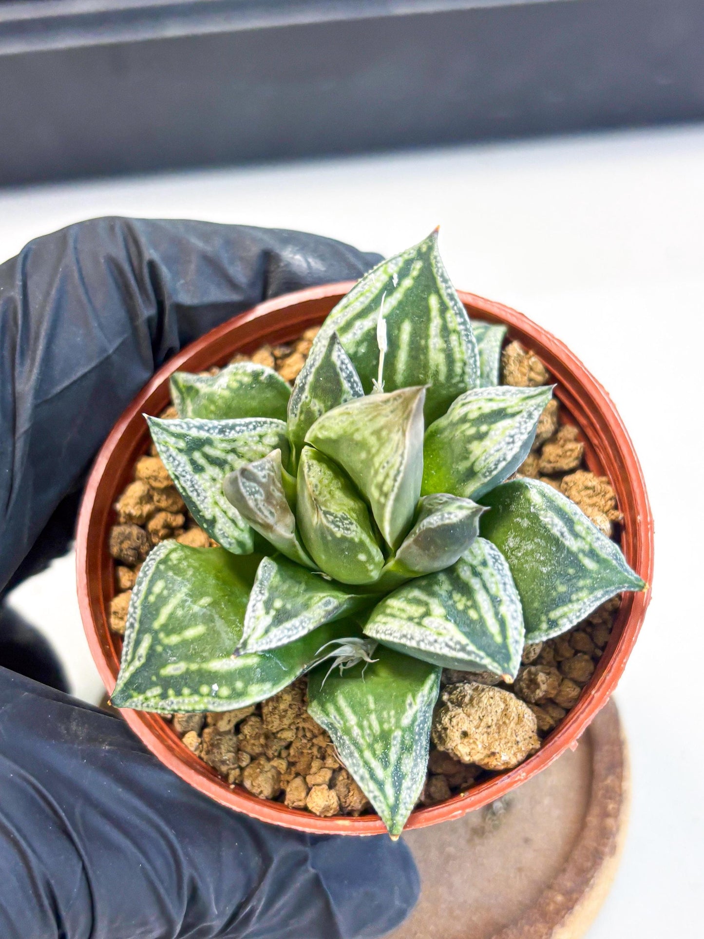 Haworthia Dojakudai Cobbledon (wa4) (y5) | Easy Care Succulent