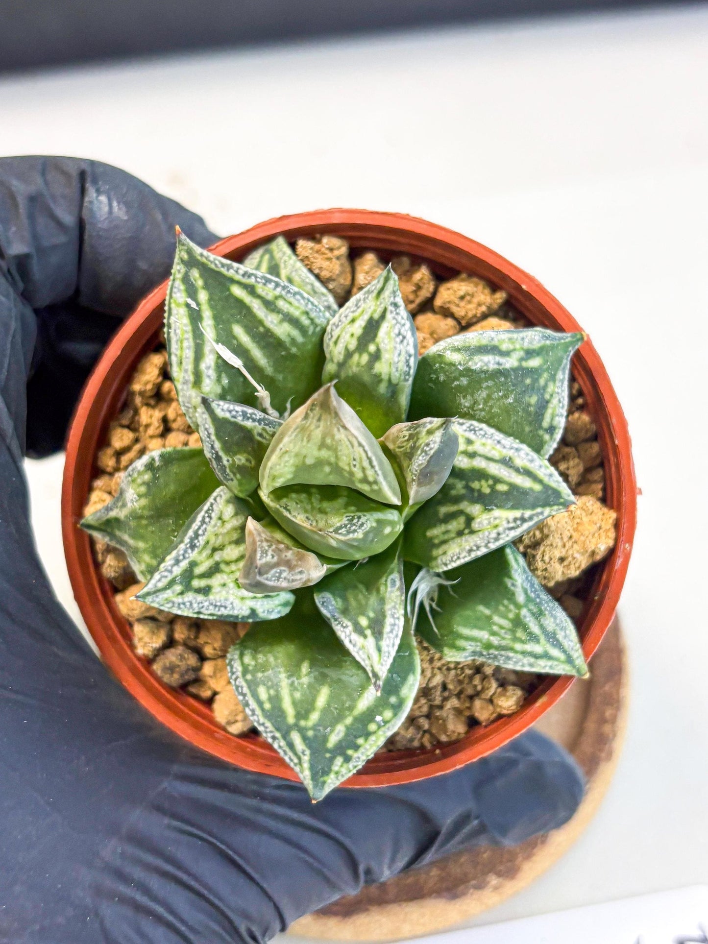 Haworthia Dojakudai Cobbledon (wa4) (y5) | Easy Care Succulent