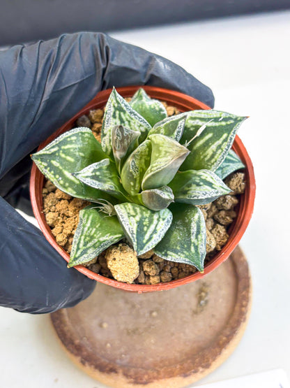 Haworthia Dojakudai Cobbledon (wa4) (y5) | Easy Care Succulent