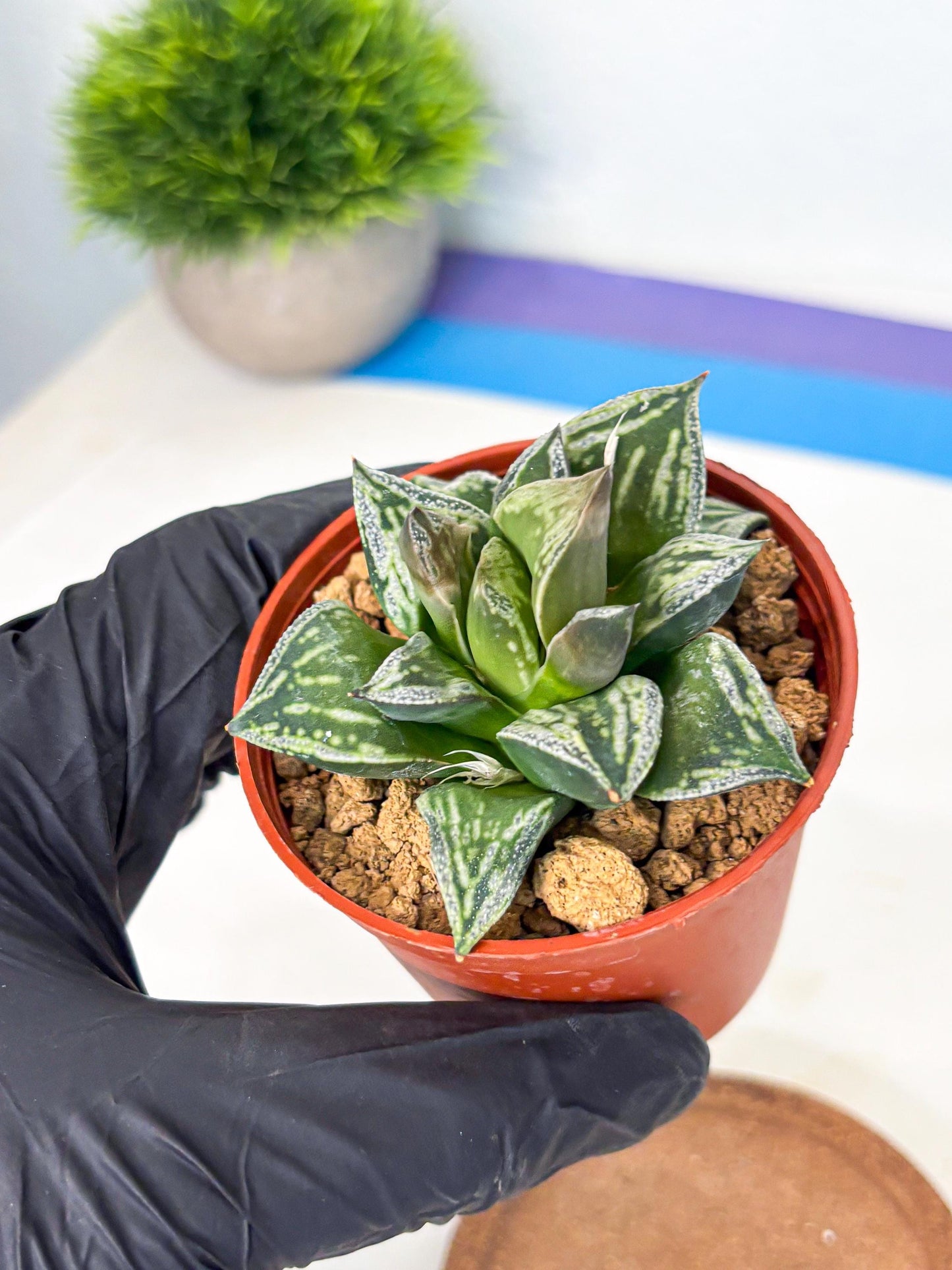 Haworthia Dojakudai Cobbledon (wa4) (y5) | Easy Care Succulent