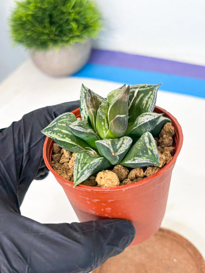 Haworthia Dojakudai Cobbledon (wa4) (y5) | Easy Care Succulent