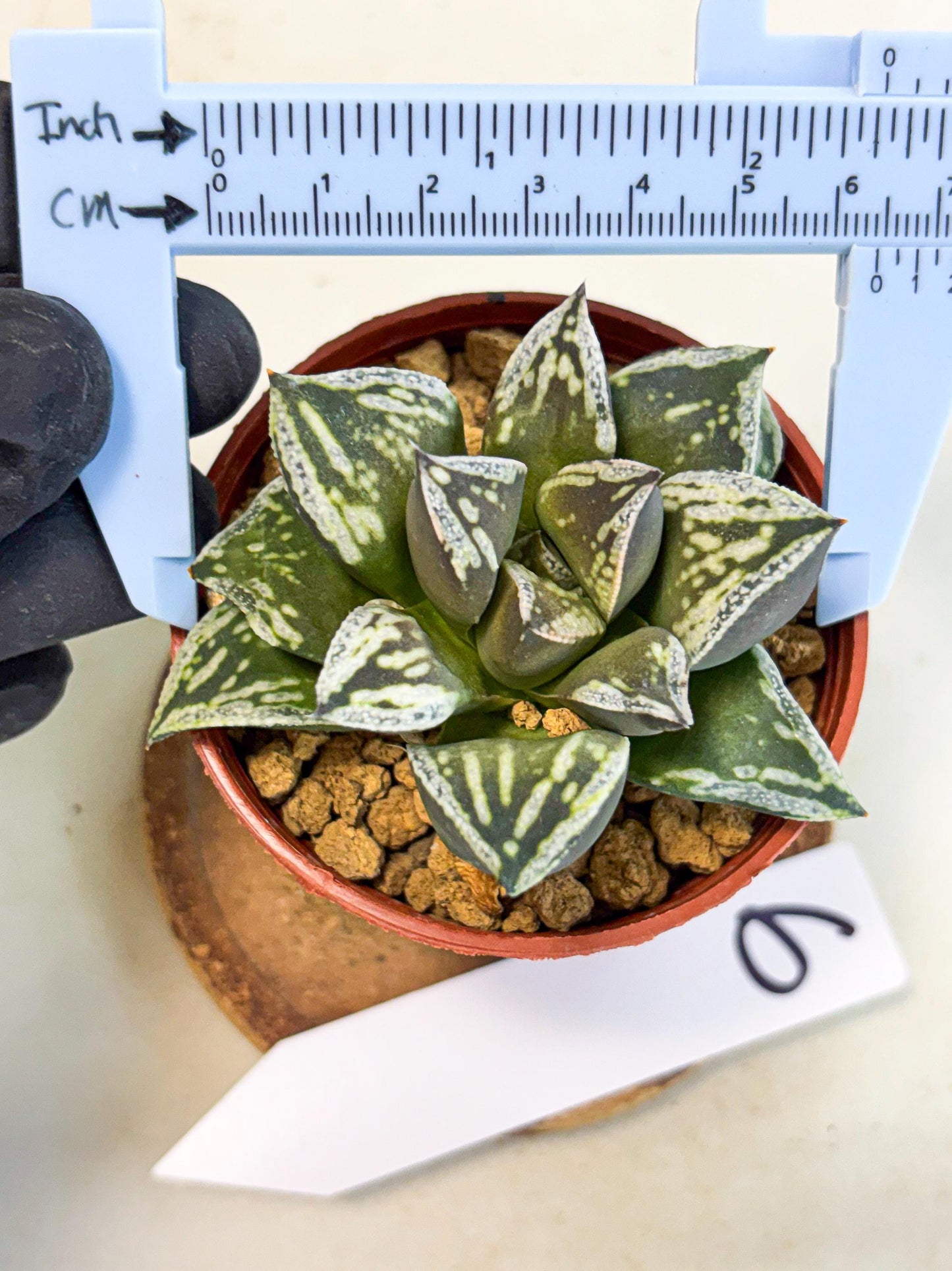 Haworthia Dojakudai Cobbledon (wa4) (y6) | Easy Care Succulent