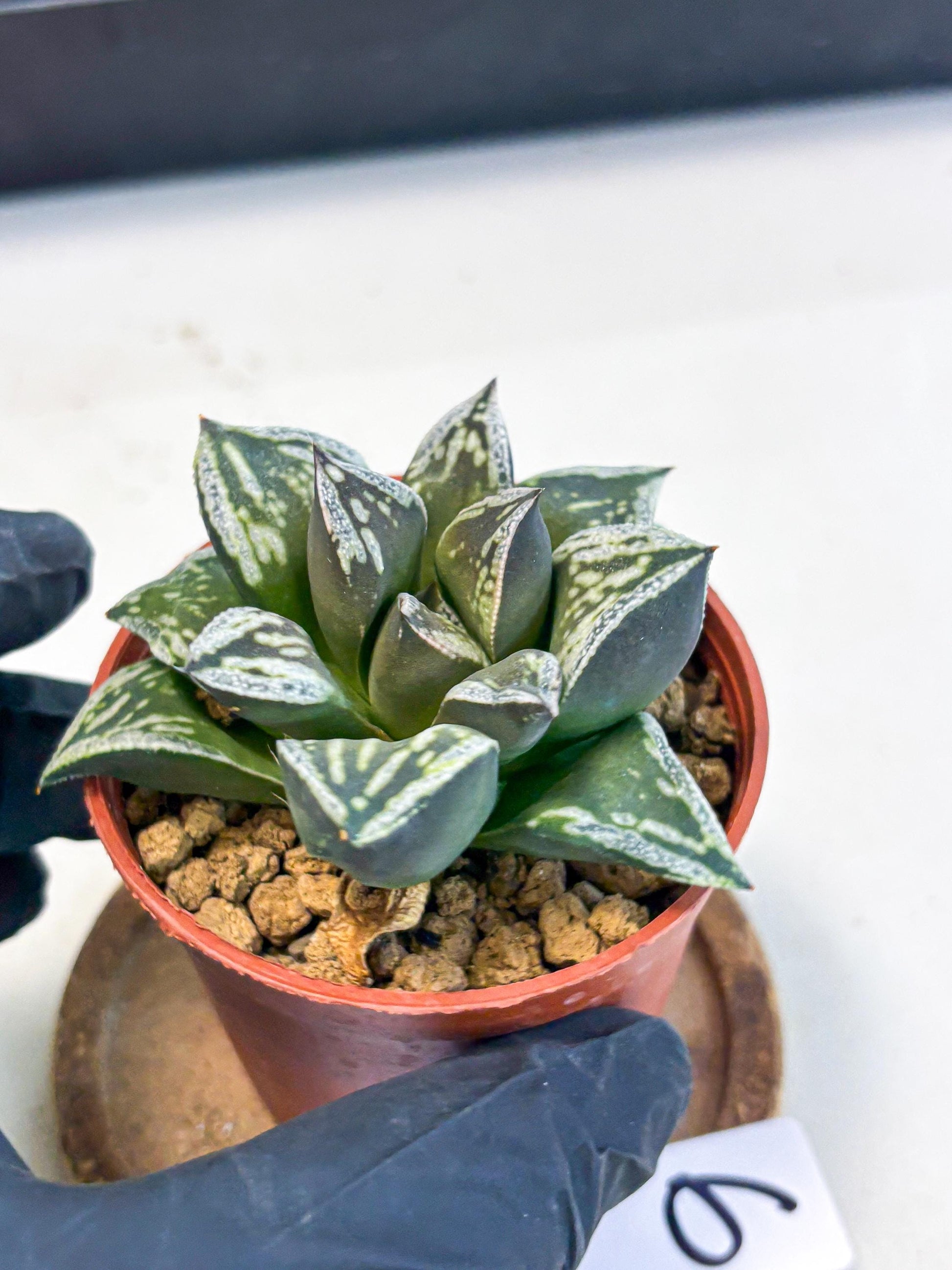 Haworthia Dojakudai Cobbledon (wa4) (y6) | Easy Care Succulent